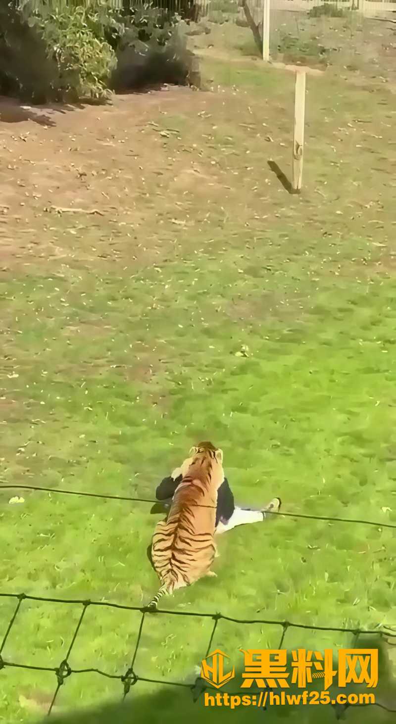 男子擅闯虎区被咬死亡2