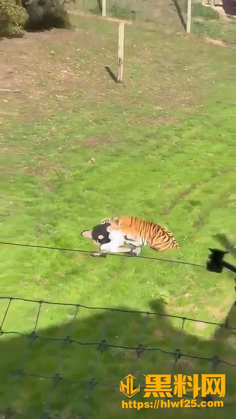 野生动物园5