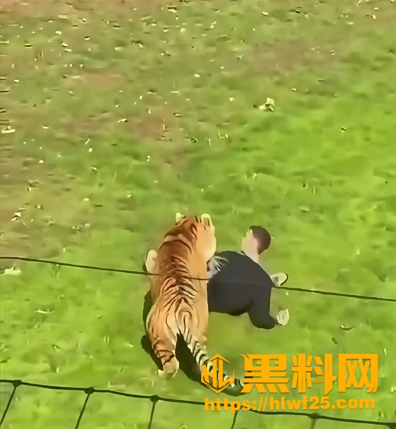 老虎咬人6
